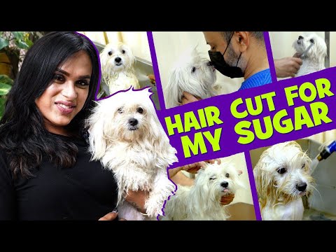 A Day Out With My Dog🐶🐾 | Oil bath for My Sugar🛁 | Milla Babygal❤️