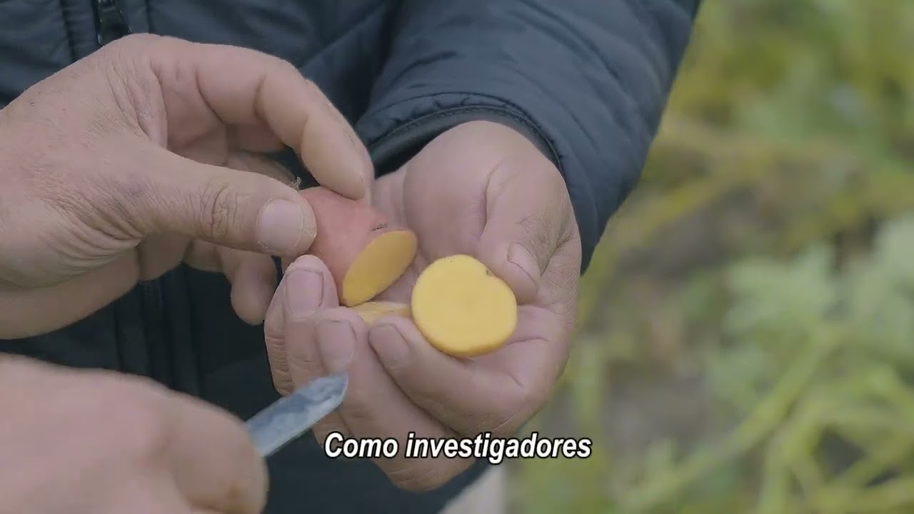 Nanoemulsión de aceite de ajo ozonizado para el control de paratrioza en el cultivo de papa"