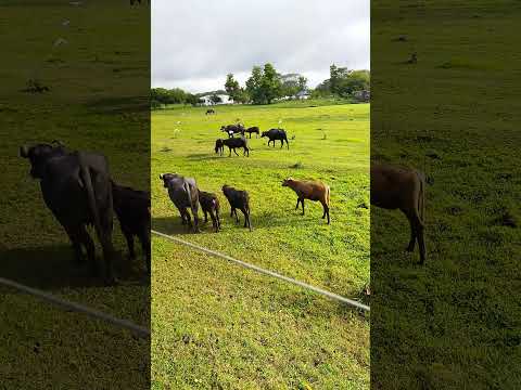 Crías de Búfalos Pinillos Bolívar Colombia 1133