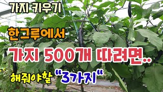 가지나무 한그루에서 가지500개 따려면 해줘야할일 "3가지" 가지나무가지치기 가지잎따기 웃거름주기