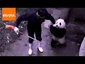 Amazing Baby Panda Steals Broom from Keeper ...