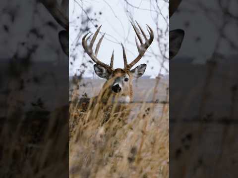 Big Buck Coming Right At You, 10 Yards From A 177” MEGA #hunting