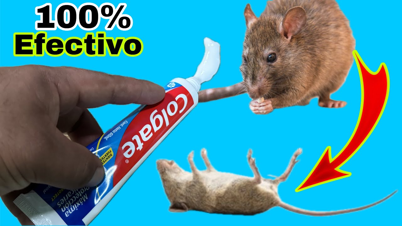 Como Eliminar RATAS y RATONES usando PASTA DENTAL