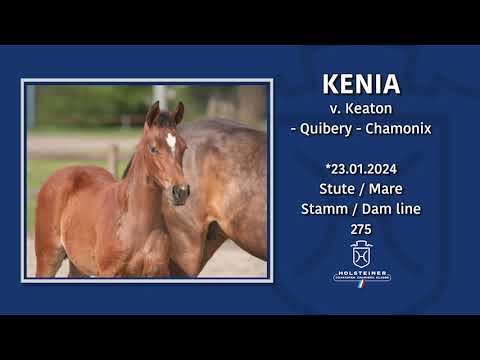 Holsteiner Fohlenmonat | Fohlen v. Keaton - Quibery - Chamonix