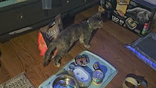 bopa is searching for something #cutecat