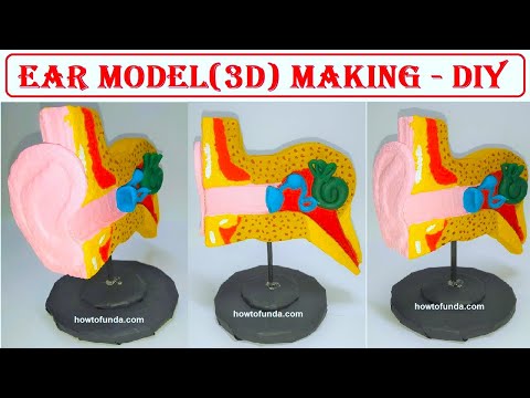 human digestive system working model 3d science project for science exhibition diy howtofunda
