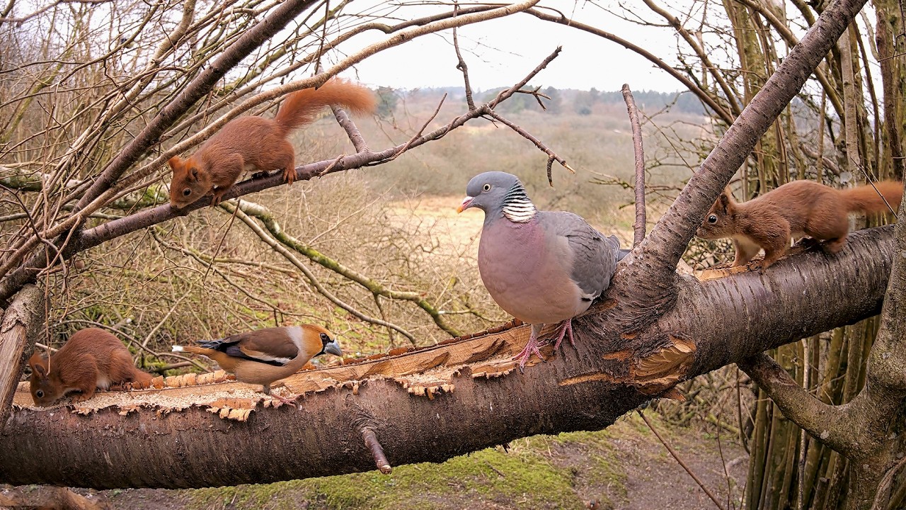 Live webcam view of Birds in the Forest Live Cam