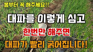봄부터 대파를 이렇게 심고 한번만 해주면 대파가 빨리 굵어집니다 #대파키우기 #텃밭농사