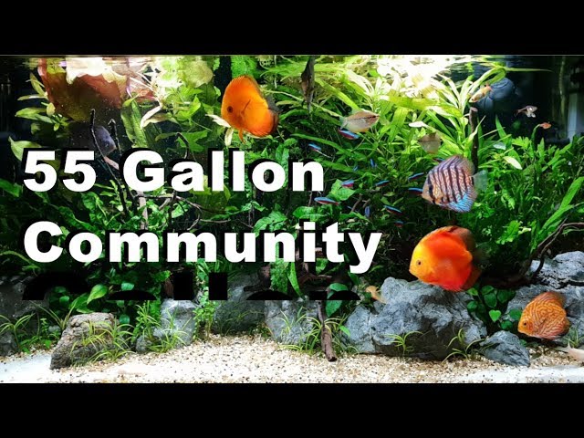 55 Gallon Community Fish Tank | Discus | Plants | DIY co2