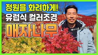 전원주택, 카페 화려한 울타리 및 포인트목으로 적합한 신품종 매자나무 소개! #울타리 #생울타리 #정원수 #…