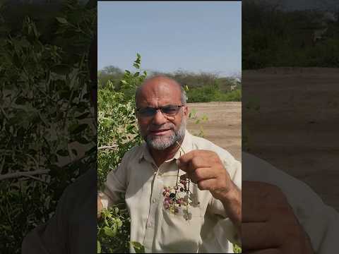 Salvadora Persica | Pilu | Wan | Plants Of Pakistan | Peelu Ka Phal