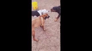 EPIC TUG OF WAR: Pitbull vs Rottweiler - Rhodesian Ridgeback English Bulldog