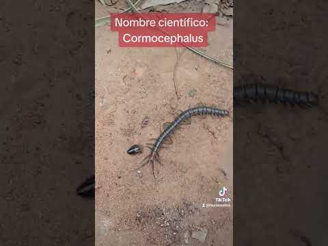 Ciempiés venenoso #insectos #naturaleza #cienpies #cienpiesvenenoso