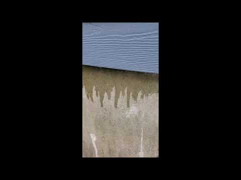 Pavement Ants Slide Underneath Siding in Dunellen, NJ