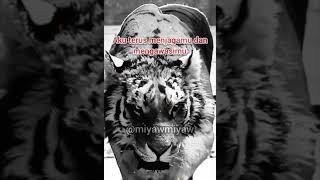 Download lagu story WA macan putih. pesan mp3