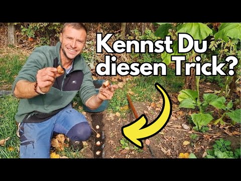 7 IMPORTANT gardening tasks in mid-October! (Vole protection, increasing soil fertility, lawn care)