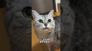 おやつの時だけ可愛い顔できる猫猫vlg猫動画