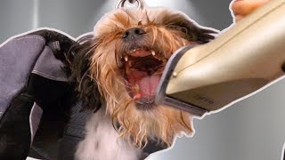 I gave up and sent this dog home | THANK YOU, please don't come again 😅