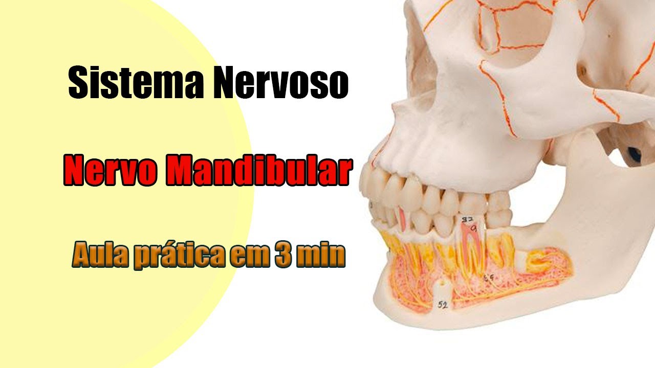 Nervo mandibular - Anatomia Humana