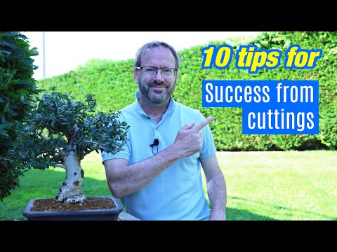 Bonsai cuttings | how to ensure roots from branch cuttings