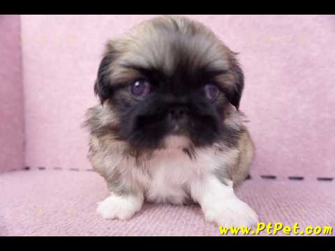 10/31松色北京狗母幼犬(新北三重)