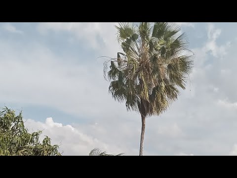 Deus vos abençôe sempre