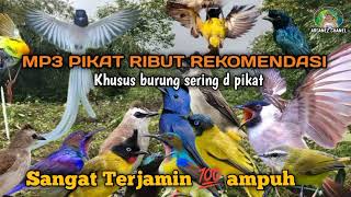 Download lagu MP3 pikat burung bikin gempar satu kebun❗ suara pikat paling banyak di cari ❗ mp3 Download lagu MP3 pikat burung bikin gempar satu kebun❗ suara pikat paling banyak di cari ❗ mp3