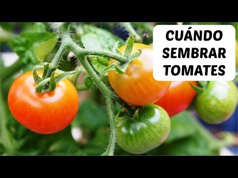 , title : 'Cuándo plantar tomates'