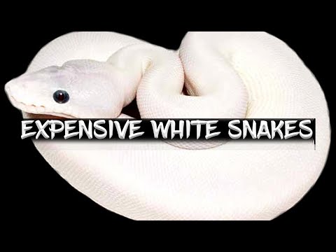 White Ball Pythons you Can't Afford to Buy!