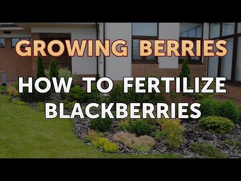 How to Grow Blackberries From Seeds