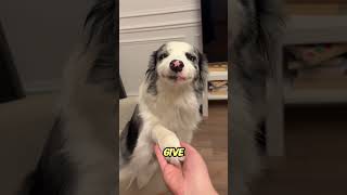 Why do many people think that dogs are better than humans after they get a pet dog?#doglife #dog
