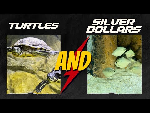 SILVER DOLLARS with My Turtles!? - Can Fish Live With Your Pet Turtle?
