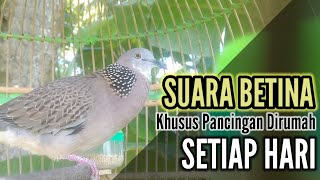Download lagu SUARA TEKUKUR BETINA MEMANGGIL JANTAN AGAR LANGSUNG NYAIT BUNYI  1625 mp3