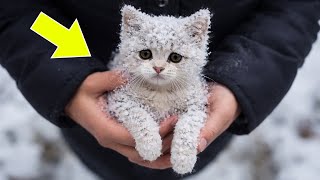 He Saved a Cat —  A Year Later, Vets Revealed It’s NOT a Cat