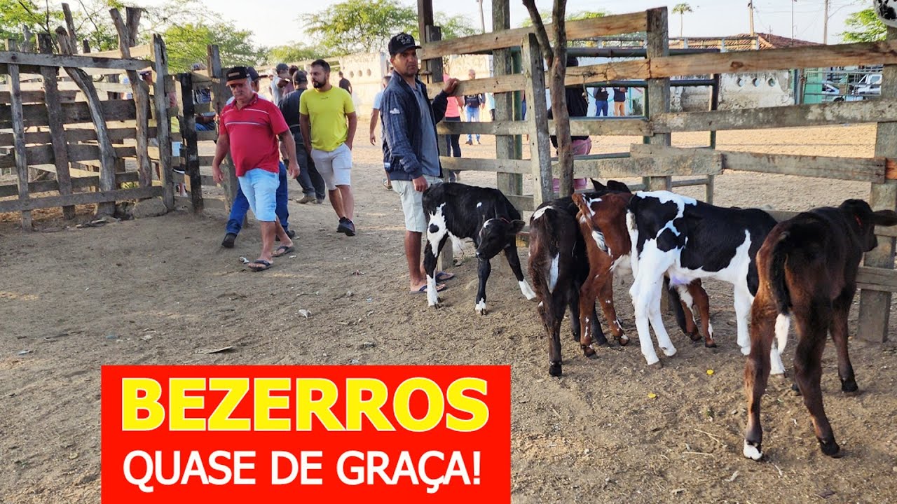 GADO DE 200 REAIS EM CARUARU-PE  03-09-2024 #nordeste