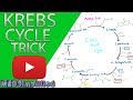 Krebs Cylcle Trick  How to remember krebs cycle FOREVER!!
