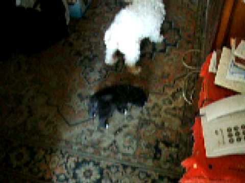 Meu cão Bolinha a correr