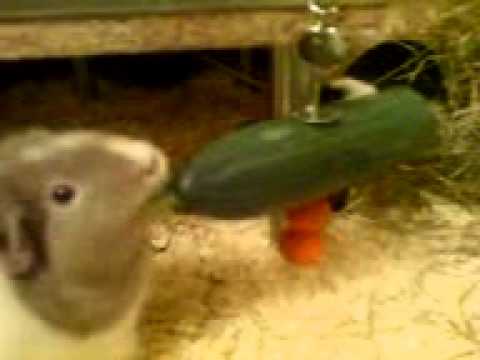 Dinner a la Charakterschwein