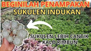 CARA MUDAH AGAR SUKULEN TUMBUH RIMBUN DAN CANTIK