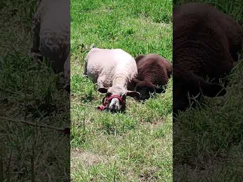💖 hermosas ovejitas🐑descansando en Cumbal Nariño Colombia.
