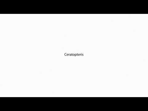 Ceratopteris PRONUNCIATION