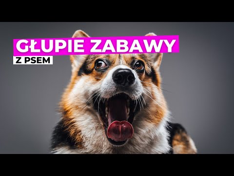 Głupie zabawy z psem