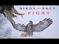 Birds of prey. Fight for survival.