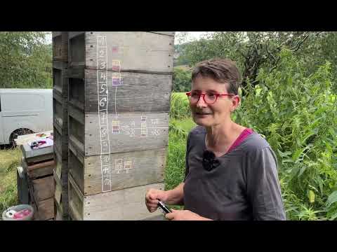 Live von Pias Bienenstand - 04.08.2024