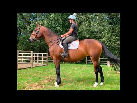Lucy 16.2hh 8yr old mare
