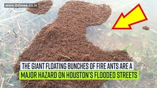 Floating fire ants is another hazard in Houston’s flooded streets Floating fire ants is another hazard in Houston’s flooded streets