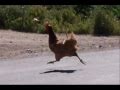 Slideshow to Roy Zimmerman's "Chickenhawk"