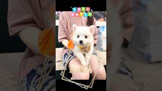 #ぱぴきん#犬のいる暮らし