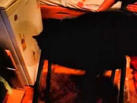 My Pussy Cat (Zoozzu)