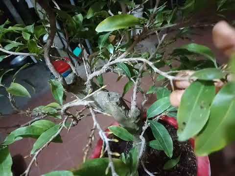 Mai vàng Miền Bắc-Thời điểm tuốt lá mai vàng Miền Bắc để nở hoa đúng tết.